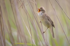 Bosrietzanger; Marsh Warbler; Acrocephalus palustris