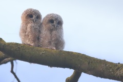 Bosuil; Tawny Owl; Strix aluco