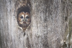 Bosuil; Tawny Owl; Strix aluco