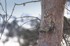Bosuil; Tawny Owl; Strix aluco