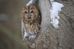 Bosuil kijkt uit zijn nestholte