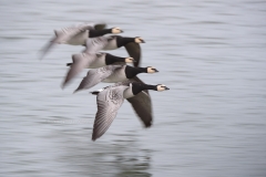 Brandgans; Barnacle Goose; Branta Leucopsis