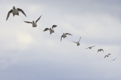 Brilduiker; Common Goldeneye; Bucephalus clangula