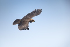 Bruine Kiekendief; Marsh Harrier; Circus aeruginosus