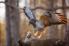 Buizerd; Common Buzzard; Buteo Buteo