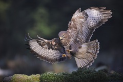 Buizerd; Common Buzzard; Buteo buteo