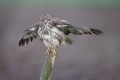 Buizerd; Common Buzzard; Buteo buteo