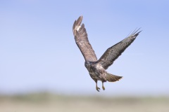 Buizerd vliegt over, kijkend naar me met een strenge blik