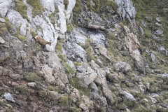 Cantabrische Gems; Cantabrian Chamois; Rupicapra pyrenaica parva