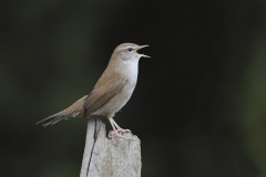 Cetti's Zanger; Cetti's Warbler; Cettia cetti