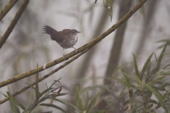 Cetti\'s zanger; Cetti\'s Warbler; Cettia cetti