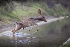 Damhert; Fallow Deer; Dama Dama