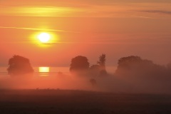 Damhert; Fallow deer; Dama dama