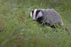 Das; European Badger; Meles meles