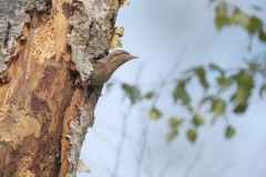 Draaihals; Eurasian Wryneck; Jynx Torquilla