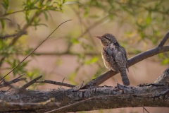 Draaihals; Eurasian Wryneck; Jynx torquilla