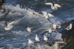 Drieteenstrandloper; Sanderling; Calidris Alba