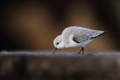 Drieteenstrandloper; Sanderling; Calidris Alba
