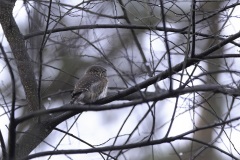 Dwerguil; Eurasian Pygmy Owl; Glaucidium Passerinum