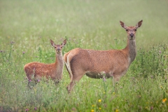 Edelhert; Red Deer; Cervus Elaphus