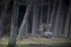 Edelhert; Red Deer; Cervus elaphus