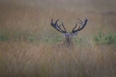 Edelhert; Red Deer; Cervus elaphus