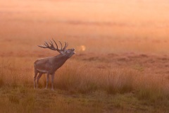 Edelhert; Red Deer; Cervus elaphus
