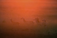 Edelhert; Red Deer; Cervus elaphus