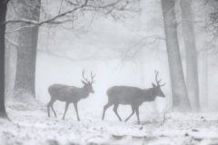 Edelhert; Red Deer; Cervus elaphus