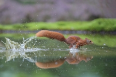 Eekhoorn; Red Squirrel; Sciurus Vulgaris