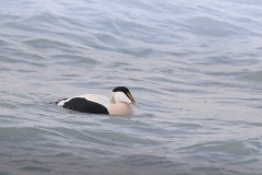 Eider; Common Eider; Somateria Mollissima