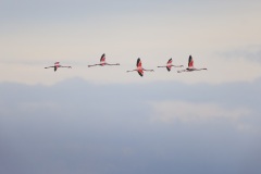 Europese Flamingo; Greater Flamingo; Phoenicopterus roseus