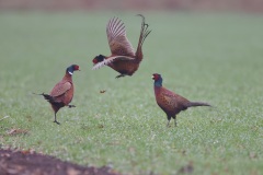 Fazant; Common Pheasant; Phasianus Colchicus