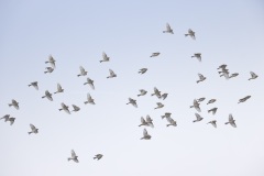 Frater; Twite; Linaria flavirostris