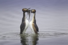 Fuut; Great Crested Grebe; Podiceps Cristatus