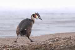 Fuut; Great Crested Grebe; Podiceps Cristatus