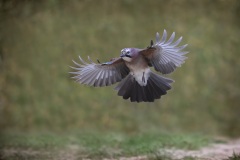 Gaai; Eurasian Jay; Garrulus glandarius