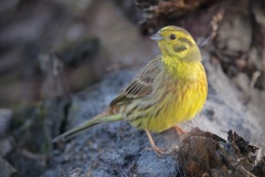Geelgors; Yellowhammer; Emberiza Citrinella