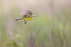 Gele Kwikstaart; Western Yellow Wagtail; Motacilla flava