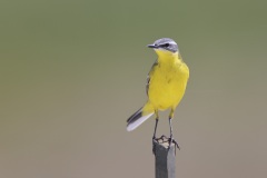 Gele Kwikstaart; Western Yellow Wagtail; Motacilla flava