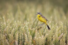 Gele Kwikstaart; Yellow Wagtail; Motacilla flava