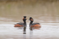 Geoorde Fuut; Black-necked Grebe; Podiceps Nigricollis