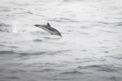 Gestreepte Dolfijn; Striped Dolphin; Stenella coeruleoalba