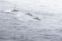 Gewone Dolfijn; Common Dolphin; Delphinus delphis