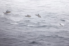 Gewone Dolfijn; Common Dolphin; Delphinus delphis
