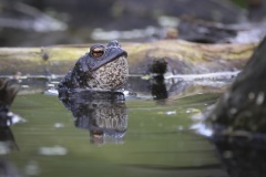 Gewone Pad; Common Toad; Bufo bufo