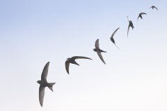 Gierzwaluw; Common Swift; Apus apus