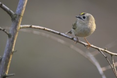Goudhaan; Goldcrest; Regulus regulus