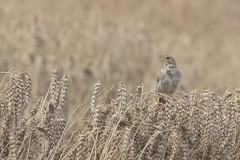 Grauwe Gors; Corn Bunting; Emberiza calandra