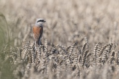 Grauwe Klauwier; Red-backed Shrike; Lanius collurio